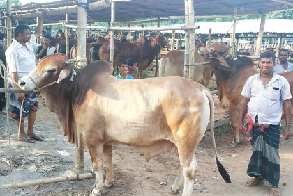 বরিশালে অর্ধশতাধিক পশুর হাট, গৃহস্থ ও স্থানীয় খামারির পশু বেশি
