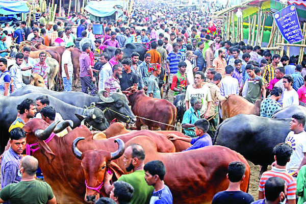 কোরবানির পশুতে পূর্ণ হাট
