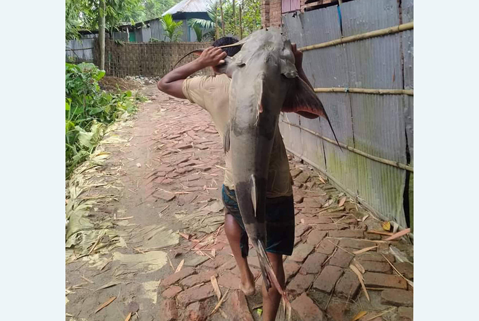 মহানন্দায় ধরা পড়ল ৩২ কেজির বাঘাইড়