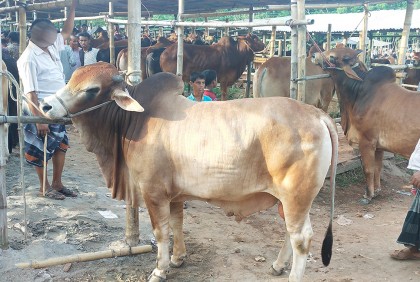 বরিশাল জেলা ও মহানগরে ৭১ পশু হাট