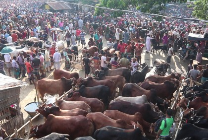 চুয়াডাঙ্গায় জমে উঠেছে পশুর হাট