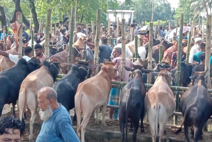 বন্যায় ভাটা পড়েছে পশুর হাটে, সংকটে ব্যবসায়ীরা