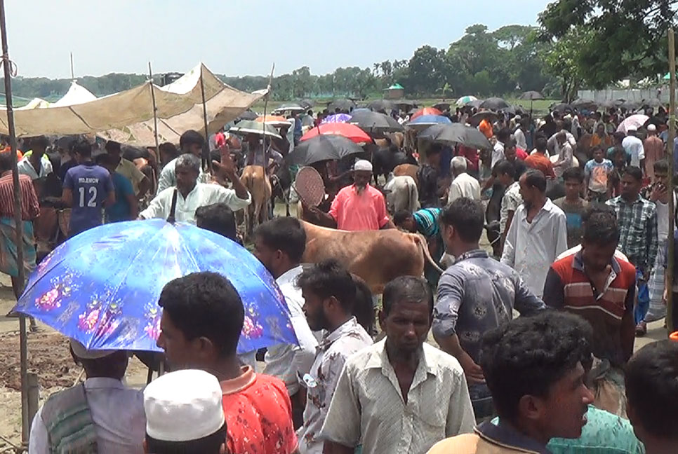 নেত্রকোনায় পশুর হাটে এখনও জমেনি বেচা-কেনা
