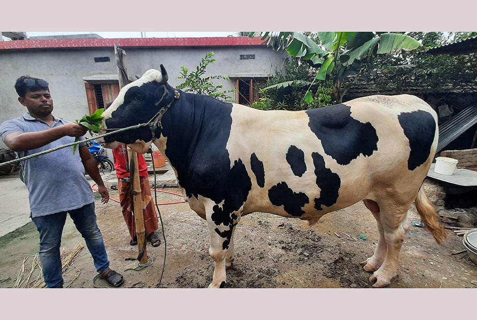 সাতক্ষীরায় কোরবানির হাট কাঁপাচ্ছে ১৬ মণের মেসি