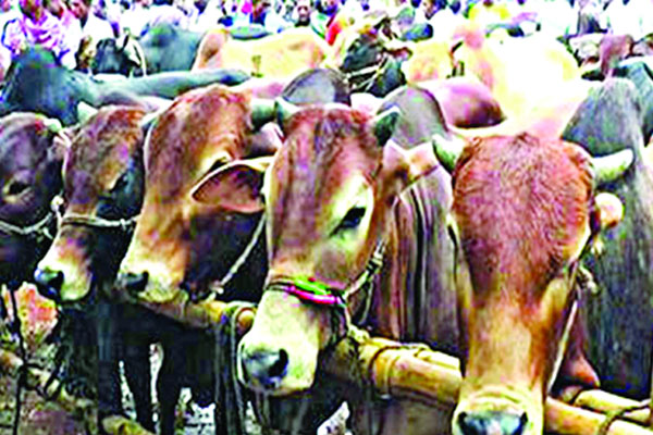 এখনো জমে ওঠেনি ঢাকার পশুর হাট