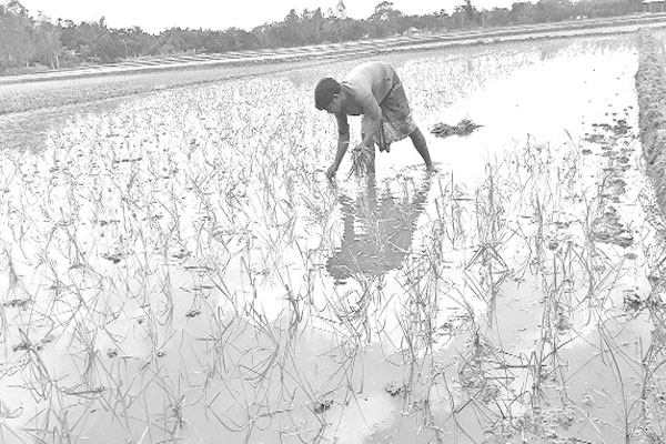 আগাম জাতের আমন রোপণে ব্যস্ত কৃষক