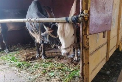 ক্যাটল স্পেশাল ট্রেনে প্রায় এক হাজার গরু-ছাগল এলো ঢাকায়