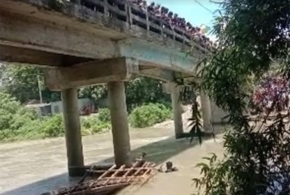 মানিকগঞ্জে গরু বোঝাই ট্রলার ডুবি, ৮ গরু নিখোঁজ