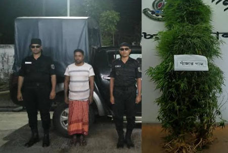 
উজিরপুরে গাঁজা গাছসহ ১ ব্যক্তি আটক
