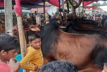 হবিগঞ্জে জমে উঠেছে পশুর হাট