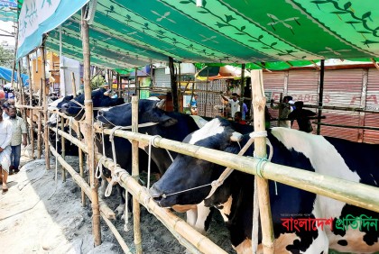 ছোট গরুর চাহিদা বেশি, বড় গরু নিয়ে বিপাকে ব্যাপারীরা