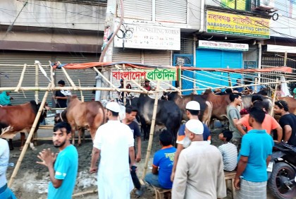 গরু ব্যাপারীদের মুখে হাসি, ক্রেতারাও খুশি