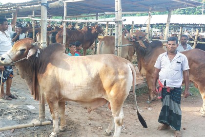 ঈদে ৯৯ লাখ ৫০ হাজার গবাদিপশু কোরবানি হয়েছে