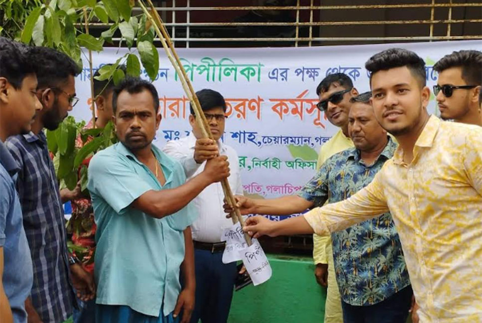 গলাচিপায় গাছের চারা বিতরণ