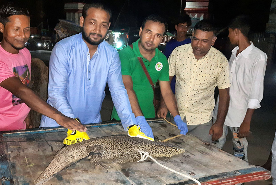 বিরল প্রজাতির গুইসাপ উদ্ধার করে অবমুক্ত