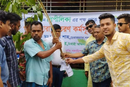 গলাচিপায় গাছের চারা বিতরণ