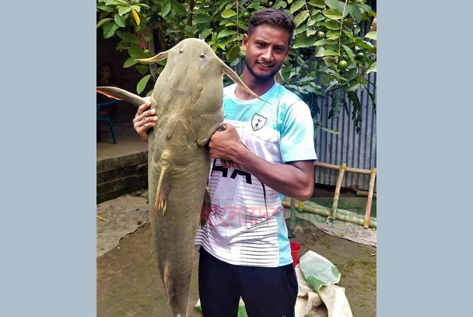 মহানন্দায় যুবকের জালে ৩০ কেজির বাঘাইড় 