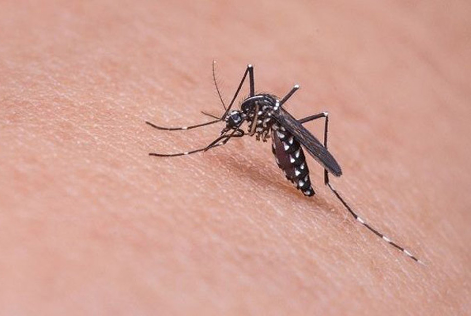 ডিএসসিসি : এডিস মশার উৎসস্থল জানাতে হটলাইন চালু