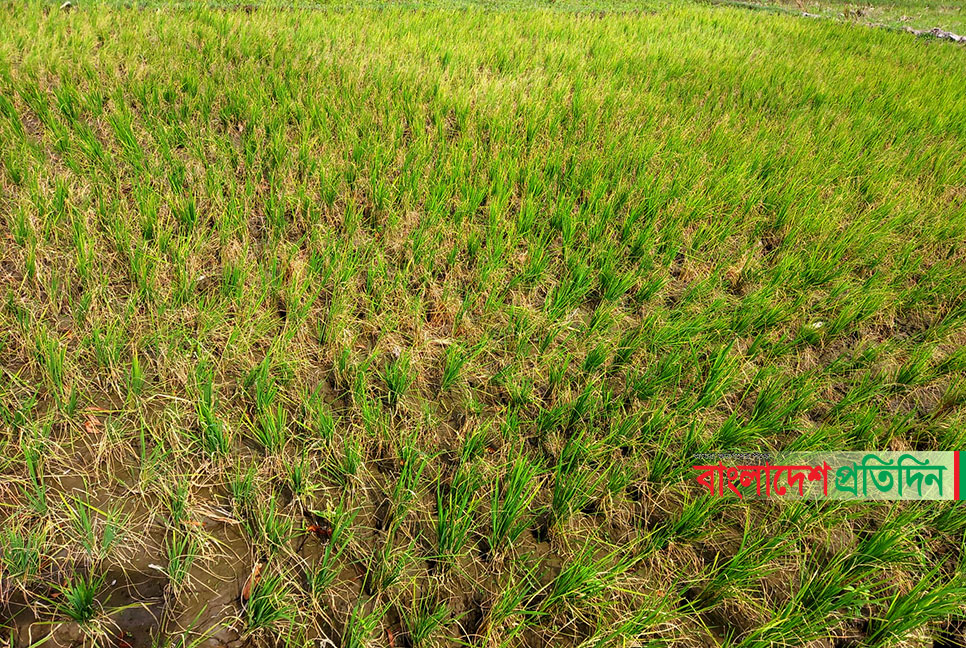 তীব্র খরায় পুড়ছে ফসলের মাঠ, দিশেহারা কৃষক