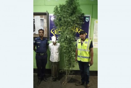 দিনাজপুরে গাঁজা গাছ জব্দ, আটক ১