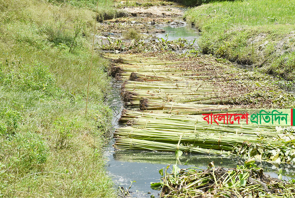 পাট নিয়ে বিপাকে রাজবাড়ীর কৃষক