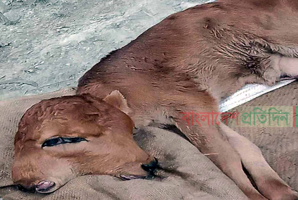 দুই মুখওয়ালা বাছুরের জন্ম, উৎসুক জনতার ভিড়