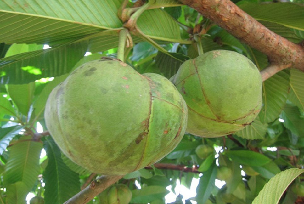 হারিয়ে যাচ্ছে দেশি ফল চালতা