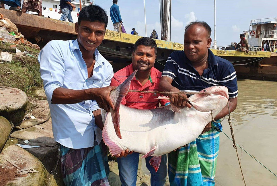রাজবাড়ীর পদ্মায় এক জালে ৪৭ কেজির পাঙ্গাস