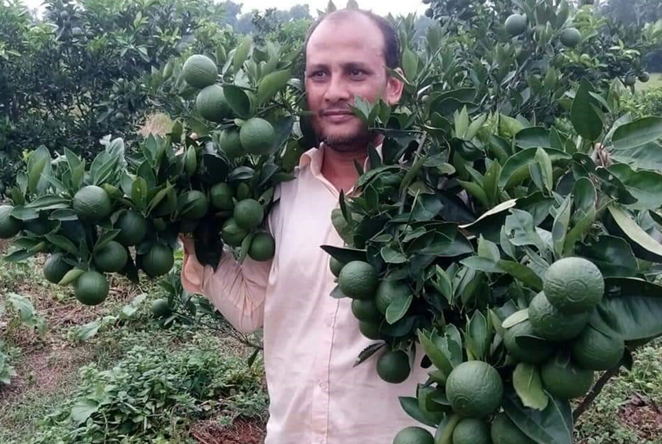 সবুজ মাল্টায় রঙিন স্বপ্ন বুনছেন কৃষকরা