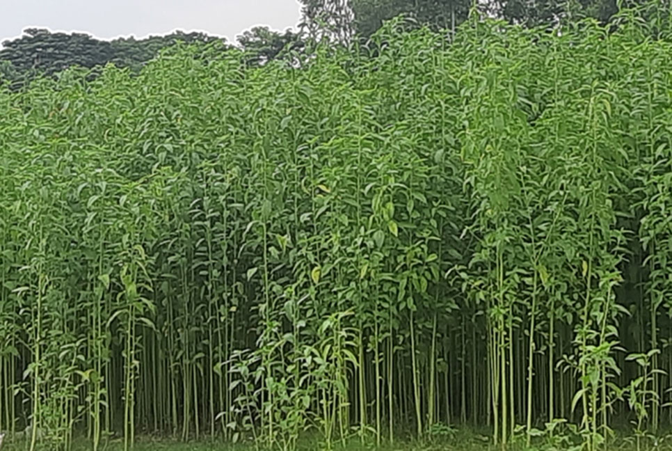 পাট নিয়ে বিপাকে মানিকগঞ্জের কৃষক