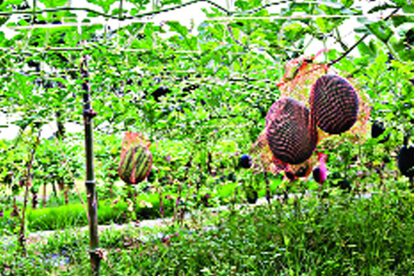 গ্রীষ্মকালীন তরমুজ চাষে নওগাঁর সবুজ