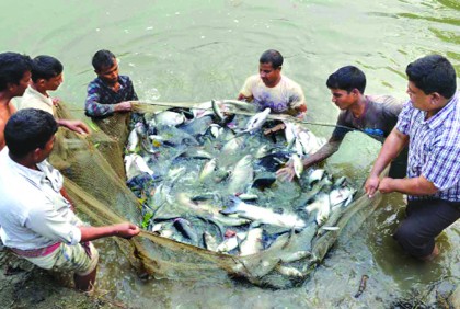 শুরু হচ্ছে জাতীয় মৎস্য সপ্তাহ