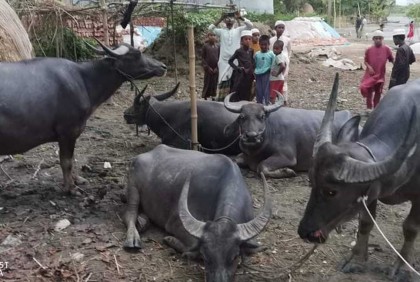 বর্ষার পানিতে সাঁতরে এলো ৫ মহিষ