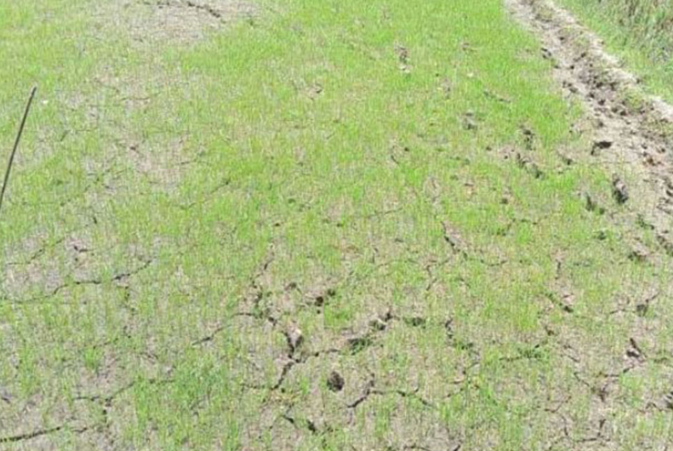 খরায় আমন রোপণ ব্যাহত