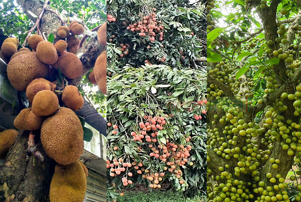 ফলের ‘স্বর্গরাজ্য’ বিজয়নগর, বছরে ৫০ কোটি টাকার বেচাকেনা