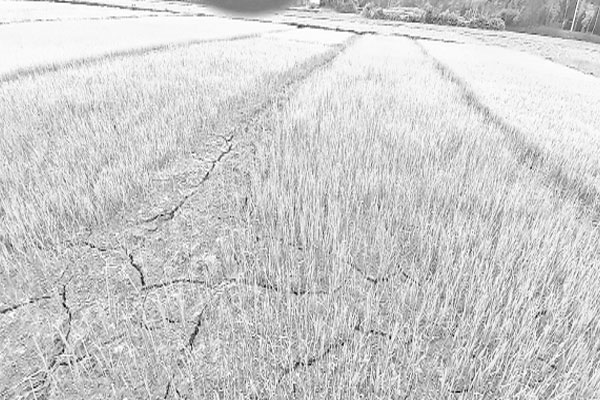 খরায় আমন রোপণ ব্যাহত