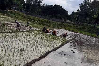 দিনাজপুরে আমন চারা রোপণে ব্যস্ত কৃষকরা 