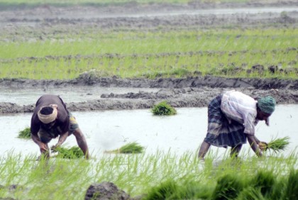 স্বস্তির বৃষ্টিতে আমন চাষিদের মুখে হাসি