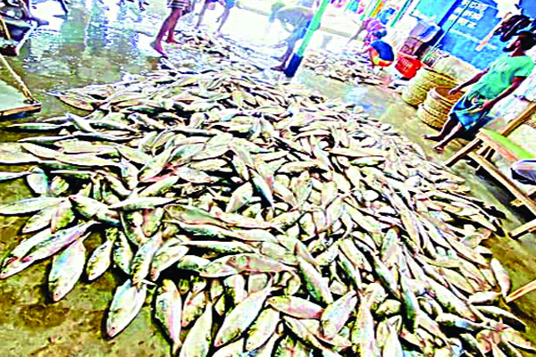 ধরা পড়ছে ঝাঁকে ঝাঁকে ইলিশ