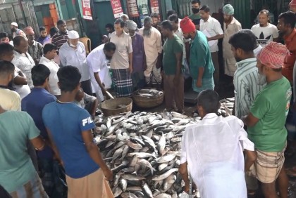 নিষেধাজ্ঞা শেষে ধরা পড়ছে শত শত মণ ইলিশ