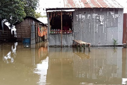 তিস্তার পানি আবারও বিপদসীমা ছুঁই ছুঁই করছে, চিন্তিত আমন চাষিরা 