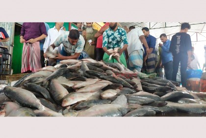সামুদ্রিক ইলিশে সয়লাব বরিশালের মোকাম 