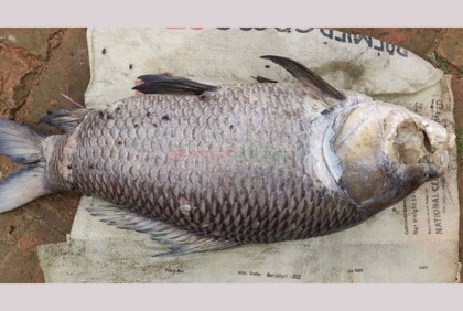 হালদায় ৯ কেজি ওজনের মরা কাতলা মাছ উদ্ধার