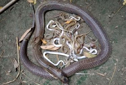 কৃষকের ঘরে এলো ২৫টি সাপ

