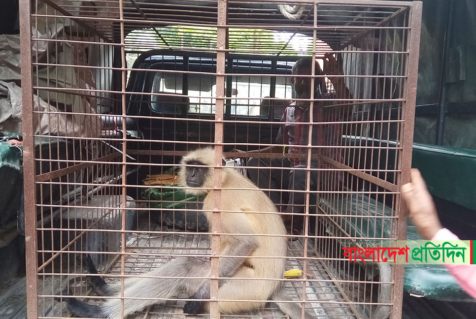 নীলফামারীতে কালোমুখো হনুমান উদ্ধার