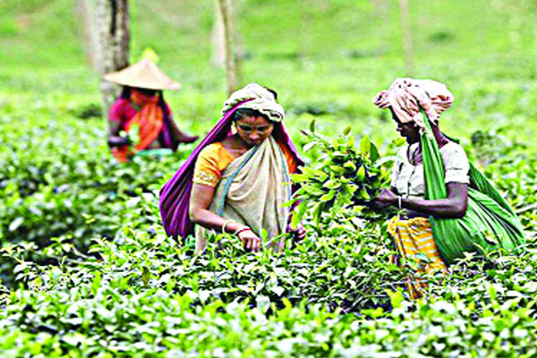 করোনাকালেও চা উৎপাদনে রেকর্ড