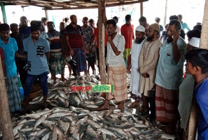 ঝাঁকে ঝাঁকে ধরা পড়ছে ইলিশ, হাঁক ডাকে সরগরম মৎস্য বন্দর


