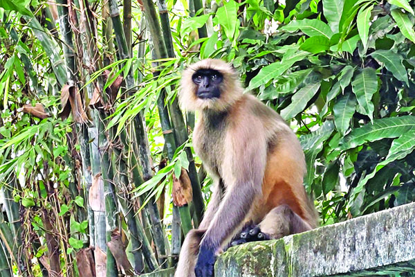 বগুড়ায় দাপিয়ে বেড়াচ্ছে কালোমুখ হনুমান