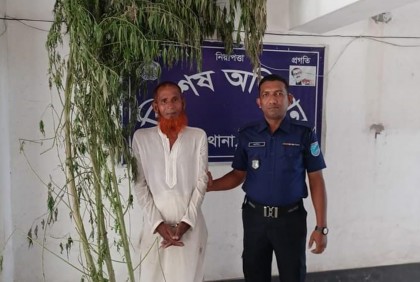 পুকুর পাড়ে গাঁজার চাষ, পুলিশের হাতে আটক