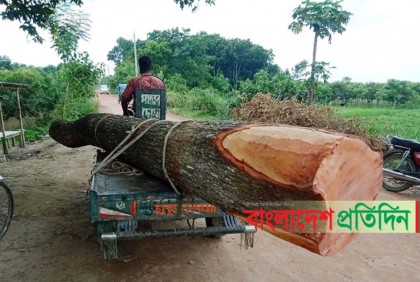 বিনা টেন্ডারে ইউনিয়ন পরিষদের গাছ কেটে নেওয়ার অভিযোগ